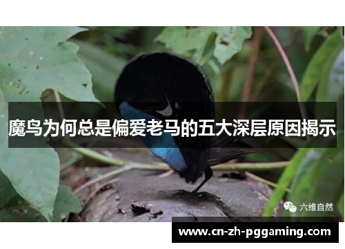 魔鸟为何总是偏爱老马的五大深层原因揭示
